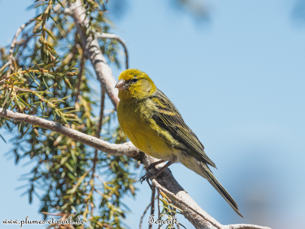 Serin des Canaries